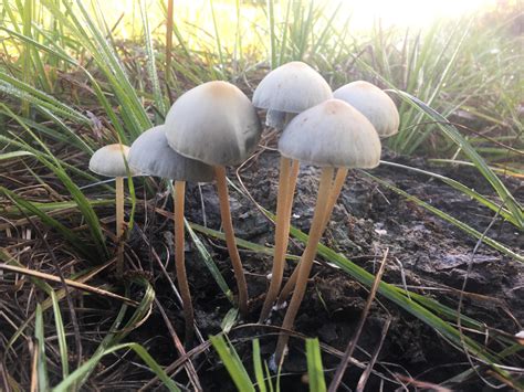 This is a dung-loving strain, not to be confused with Psilocybe. . Panaeolus cyanescens florida